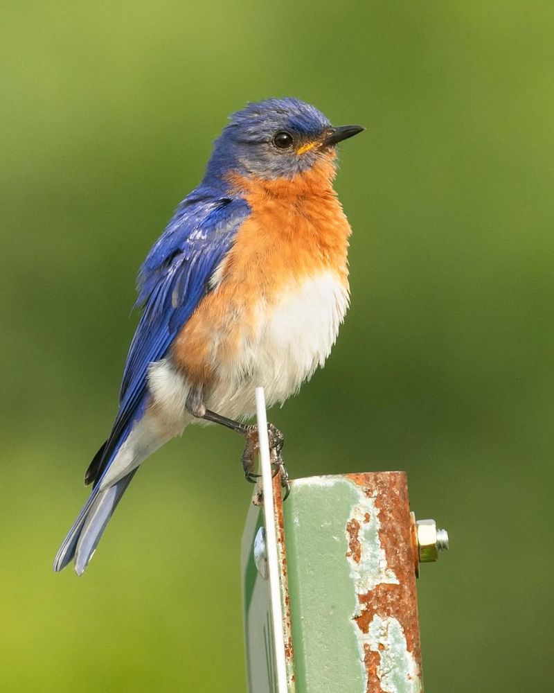 Eastern Bluebird