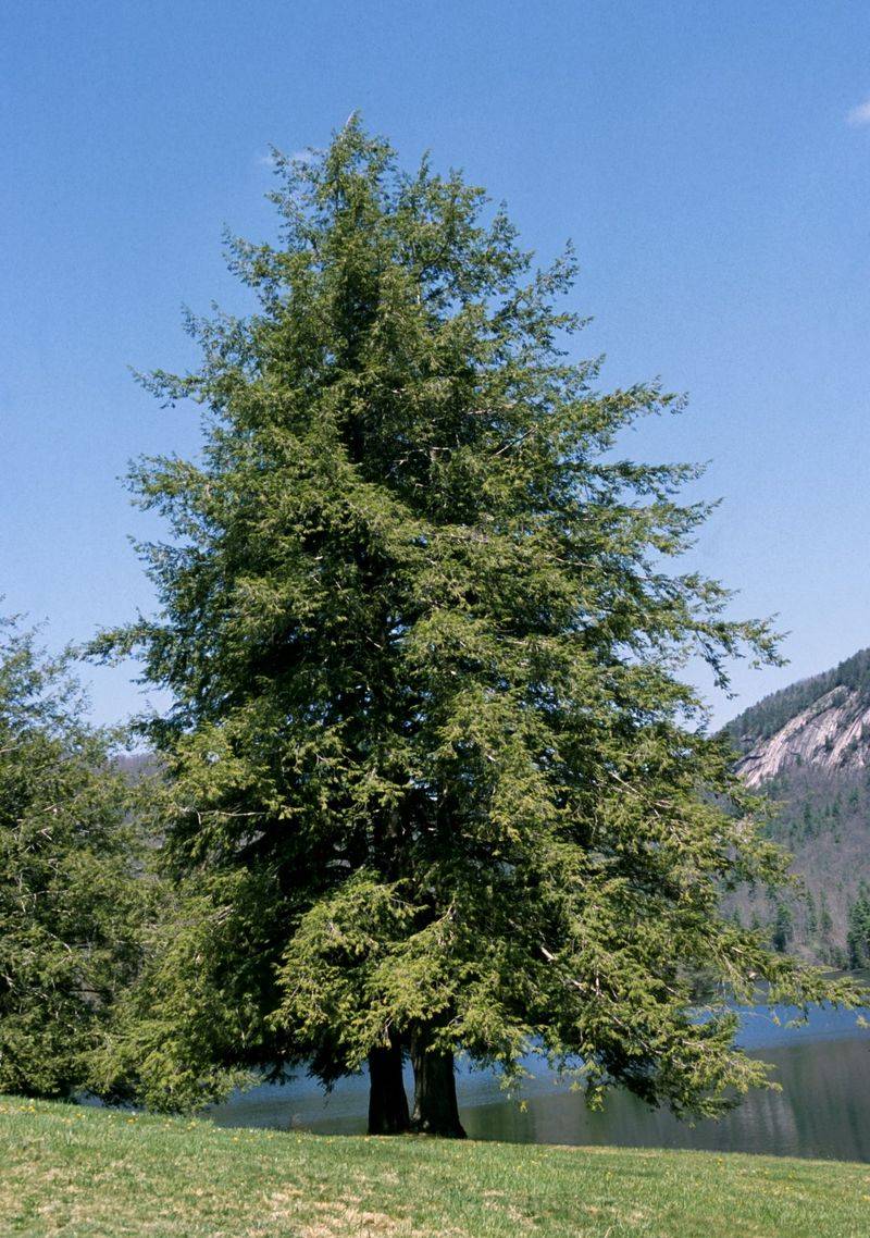 Eastern Hemlock