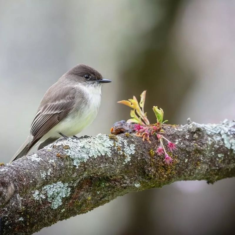 Eastern Phoebe