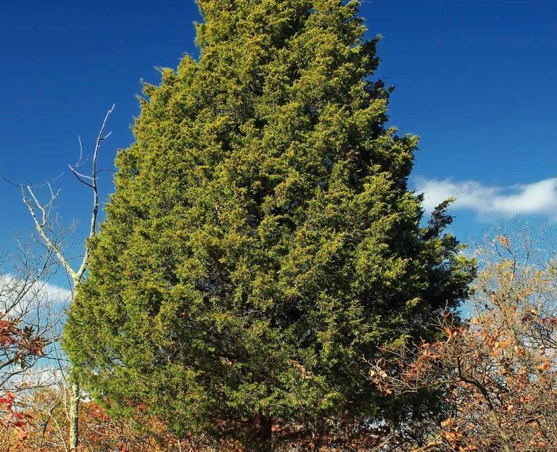 Eastern Red Cedar