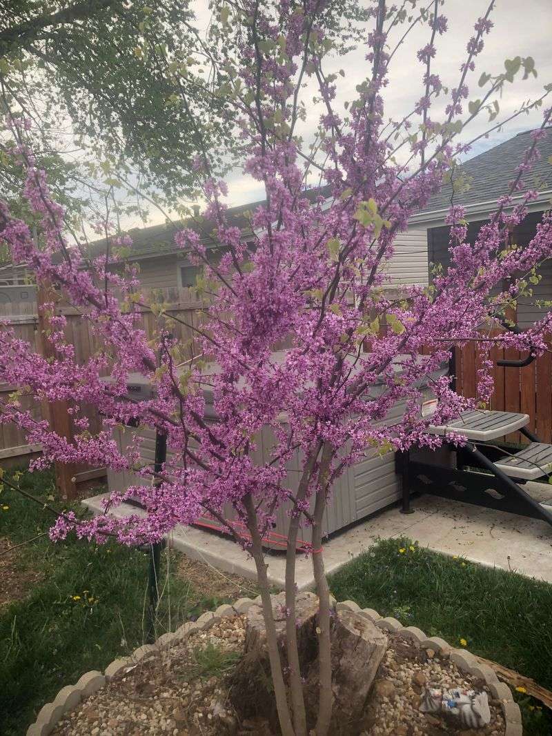 Eastern Redbud