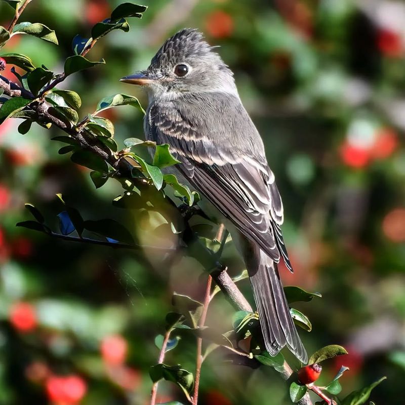 Eastern Wood-Pewee