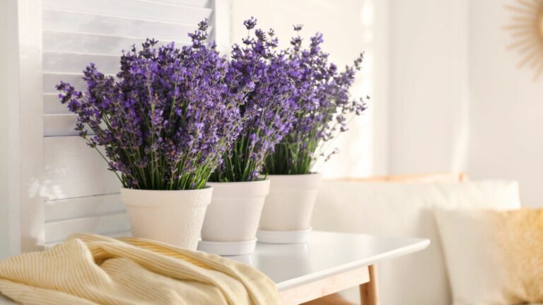 lavender in pots at home