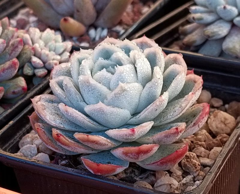 Echeveria Elegans