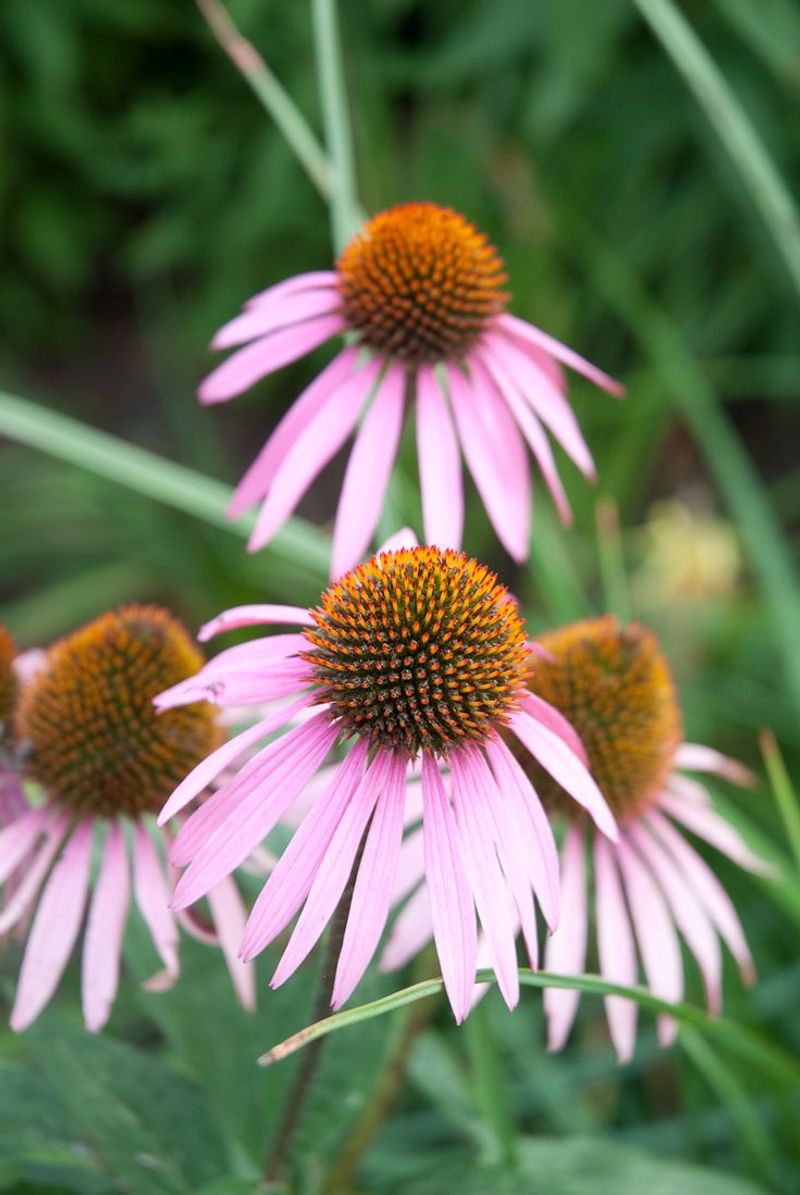 Echinacea