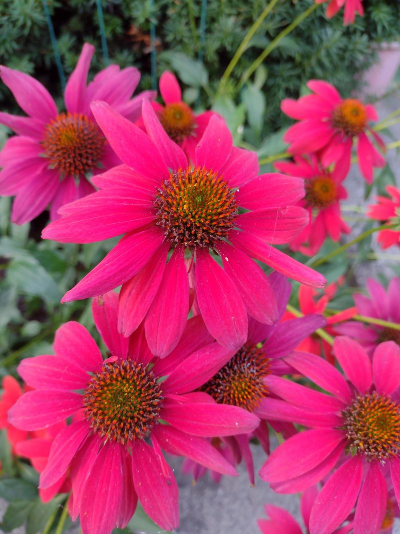 Echinacea