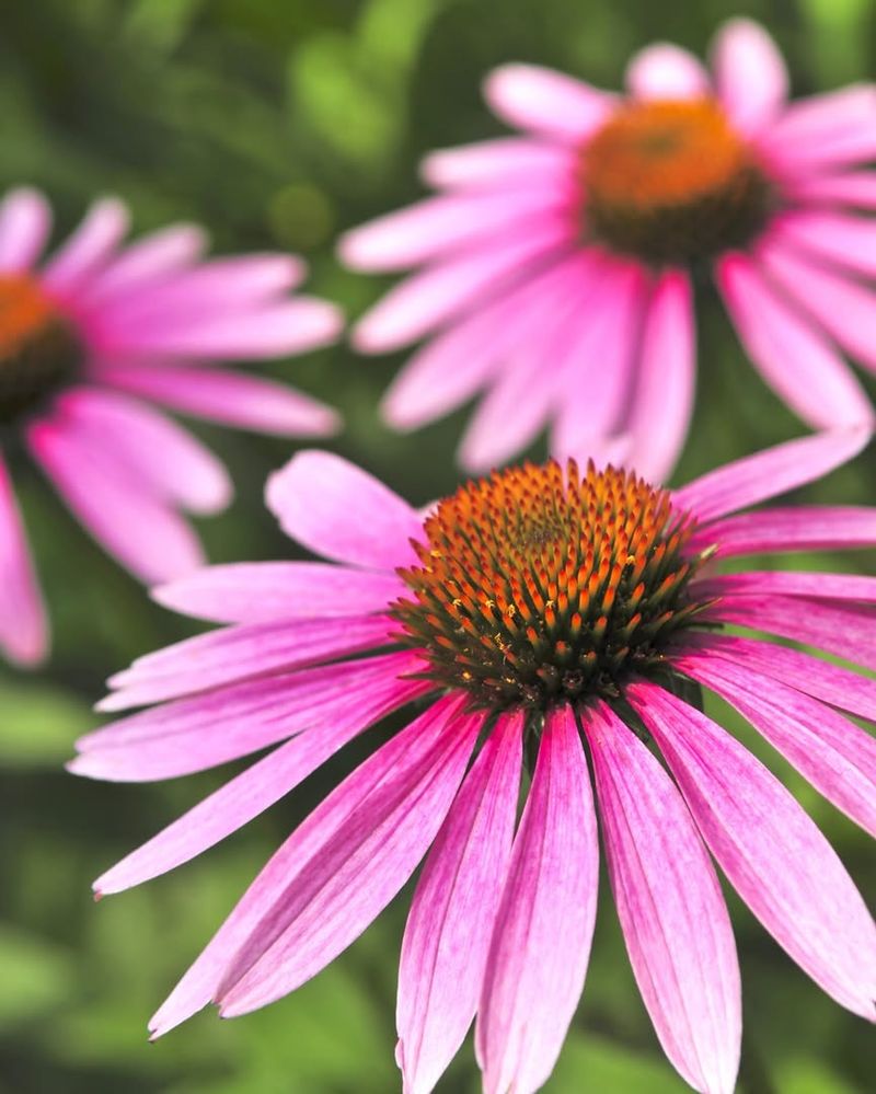 Echinacea