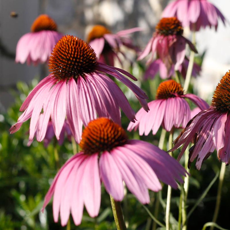 Echinacea