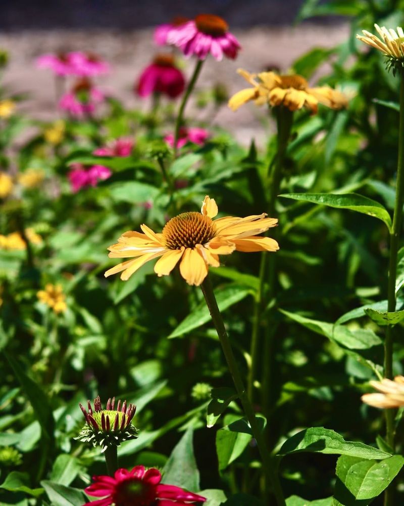 Echinacea