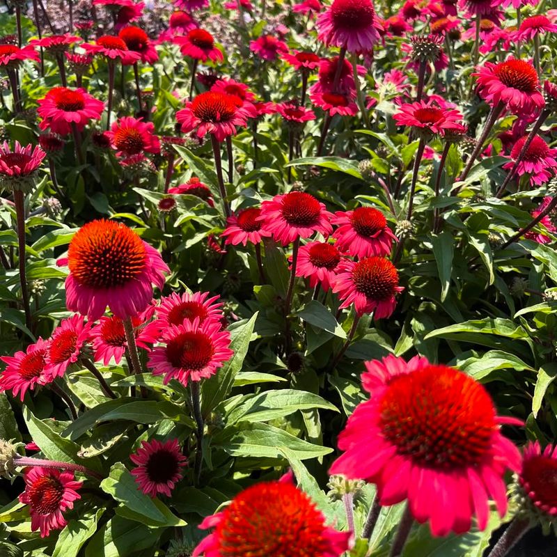 Echinacea