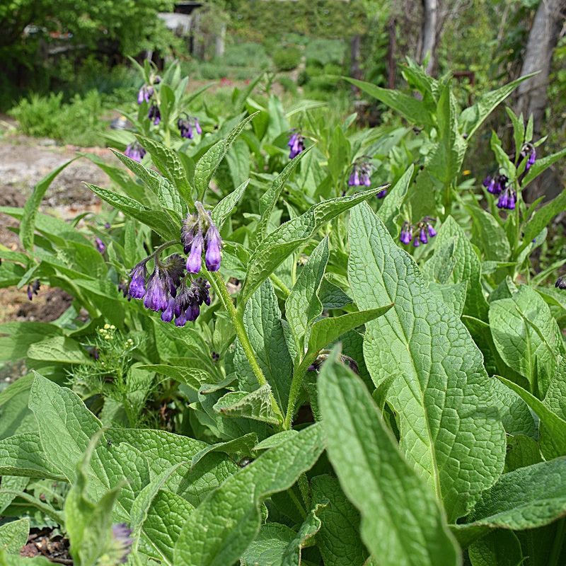 Comfrey