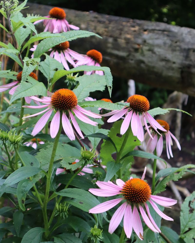 Echinacea