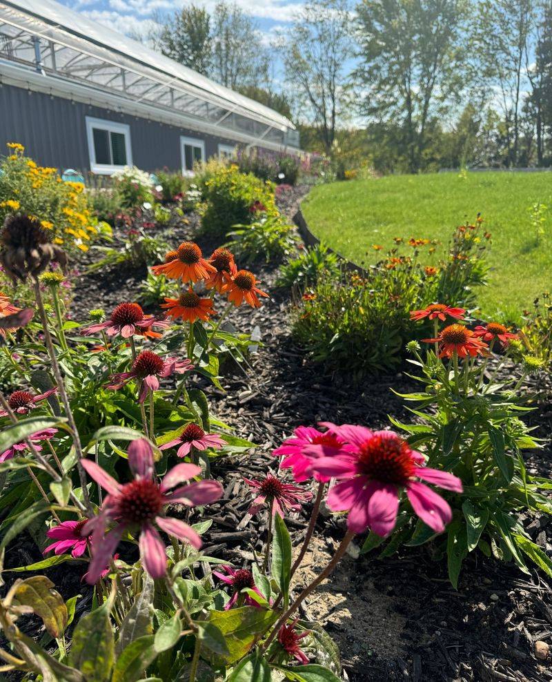 Echinacea Elegance