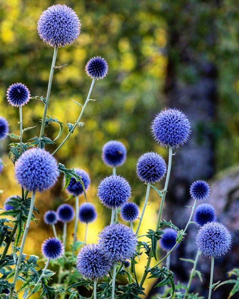 Echinops