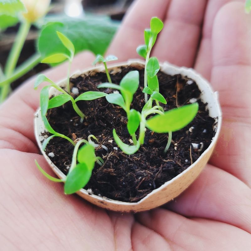 Eco-Friendly Seed Starters