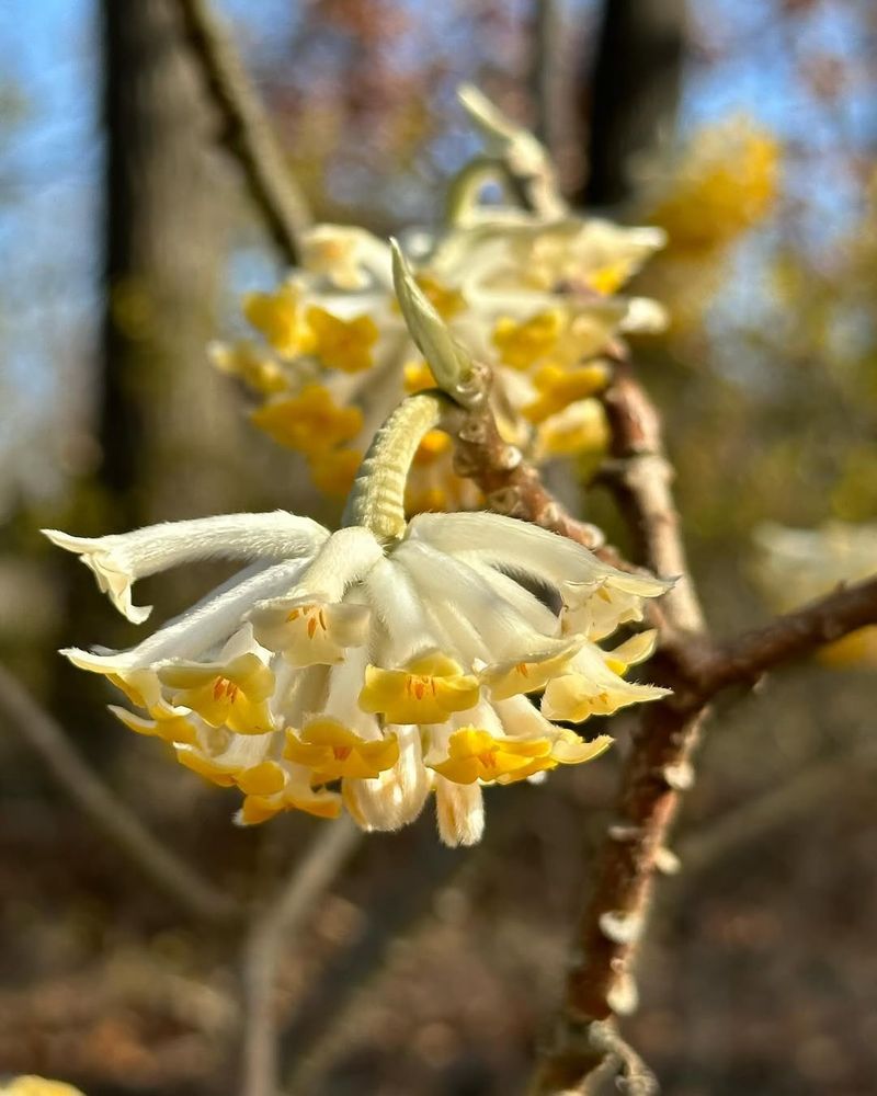 Edgeworthia chrysantha