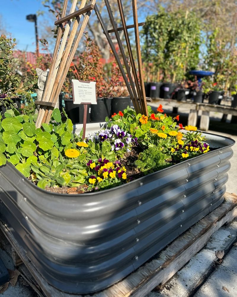 Edible Flower Bed