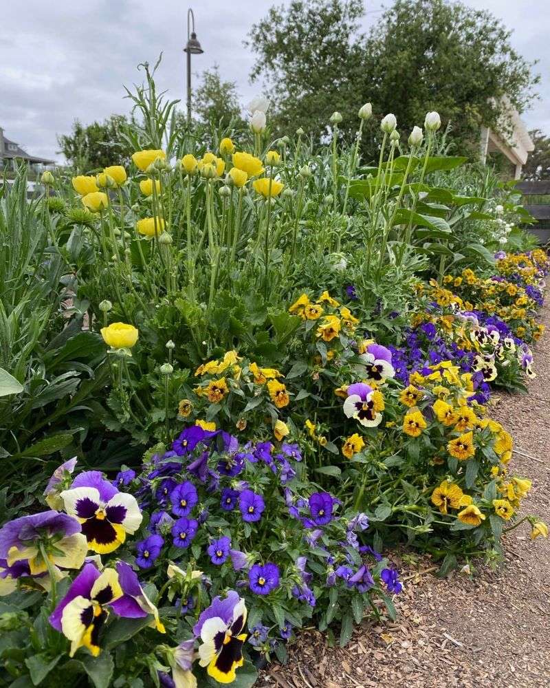 Edible Flower Borders