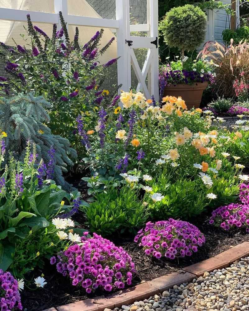 Colorful Annuals