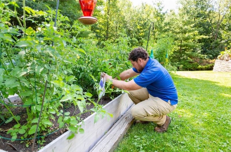 Edible Landscaping