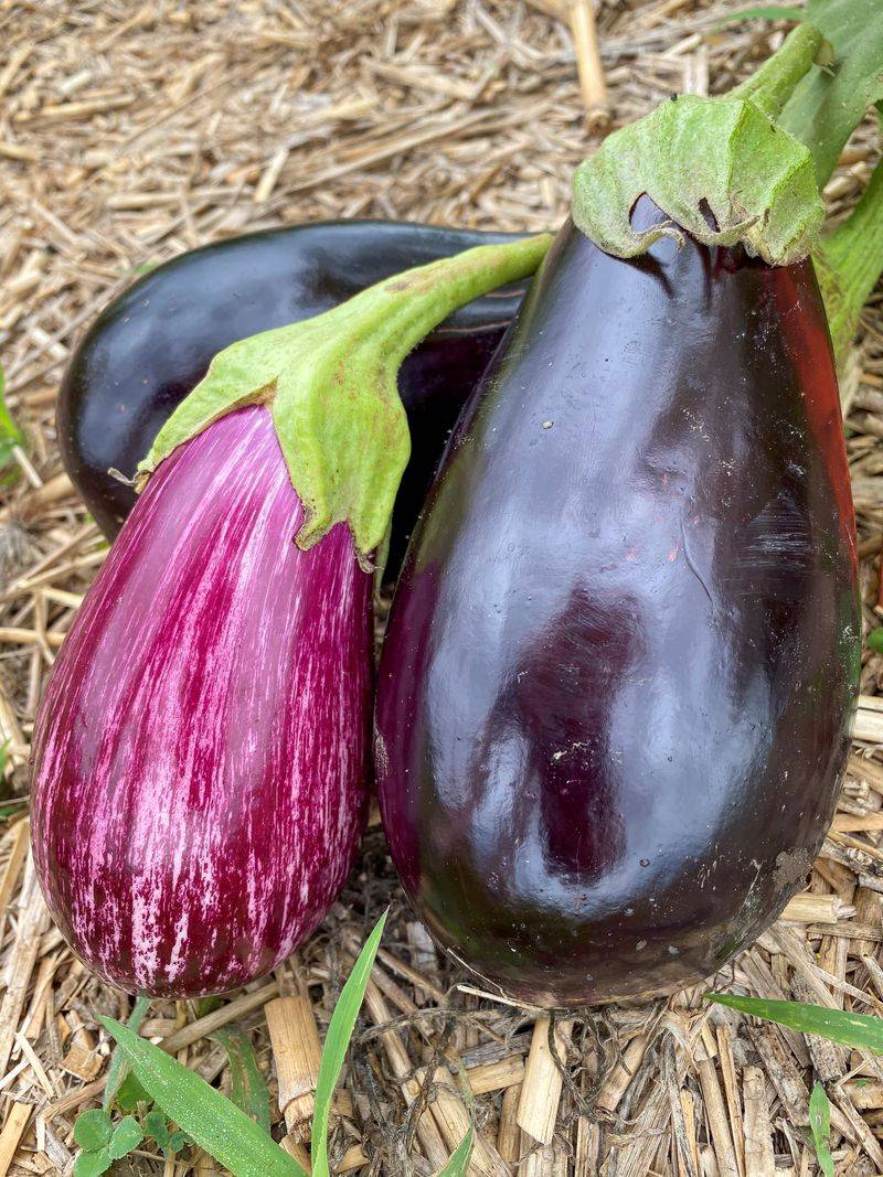 Eggplant