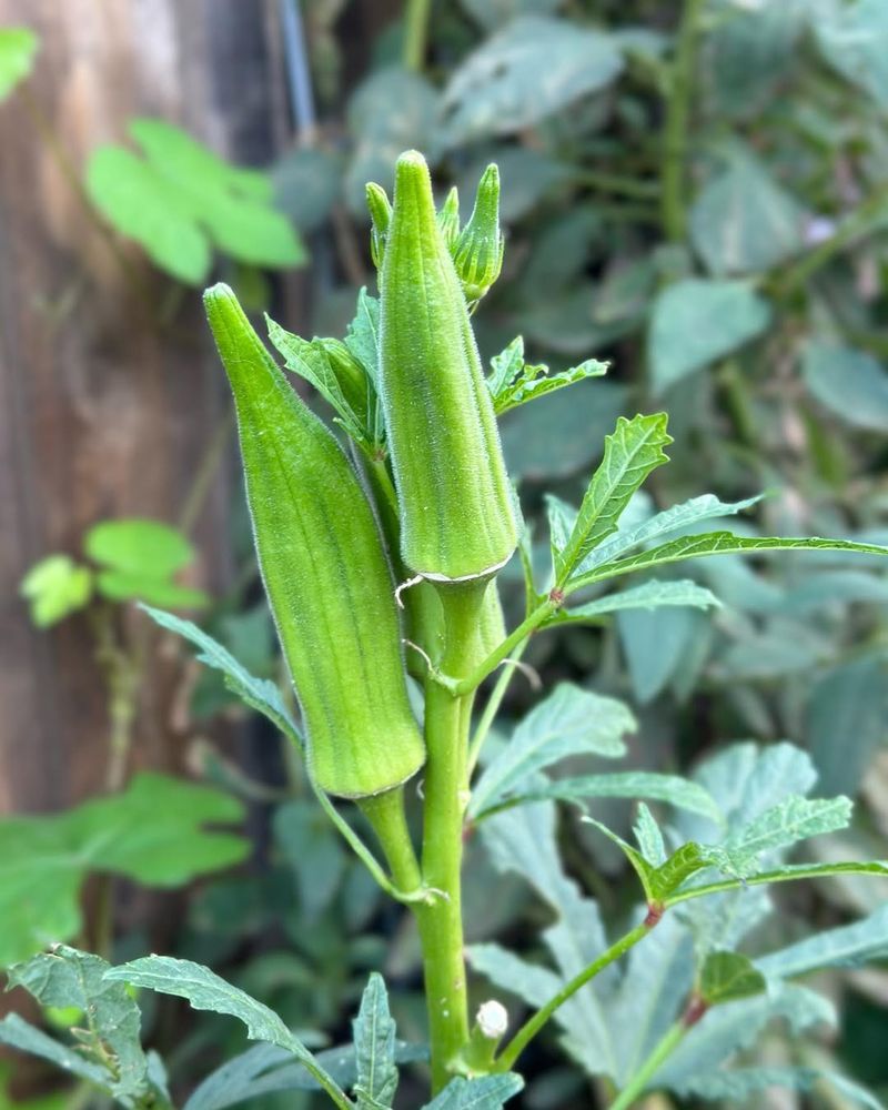 Okra