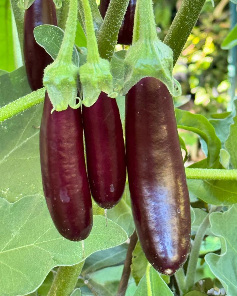 Eggplant