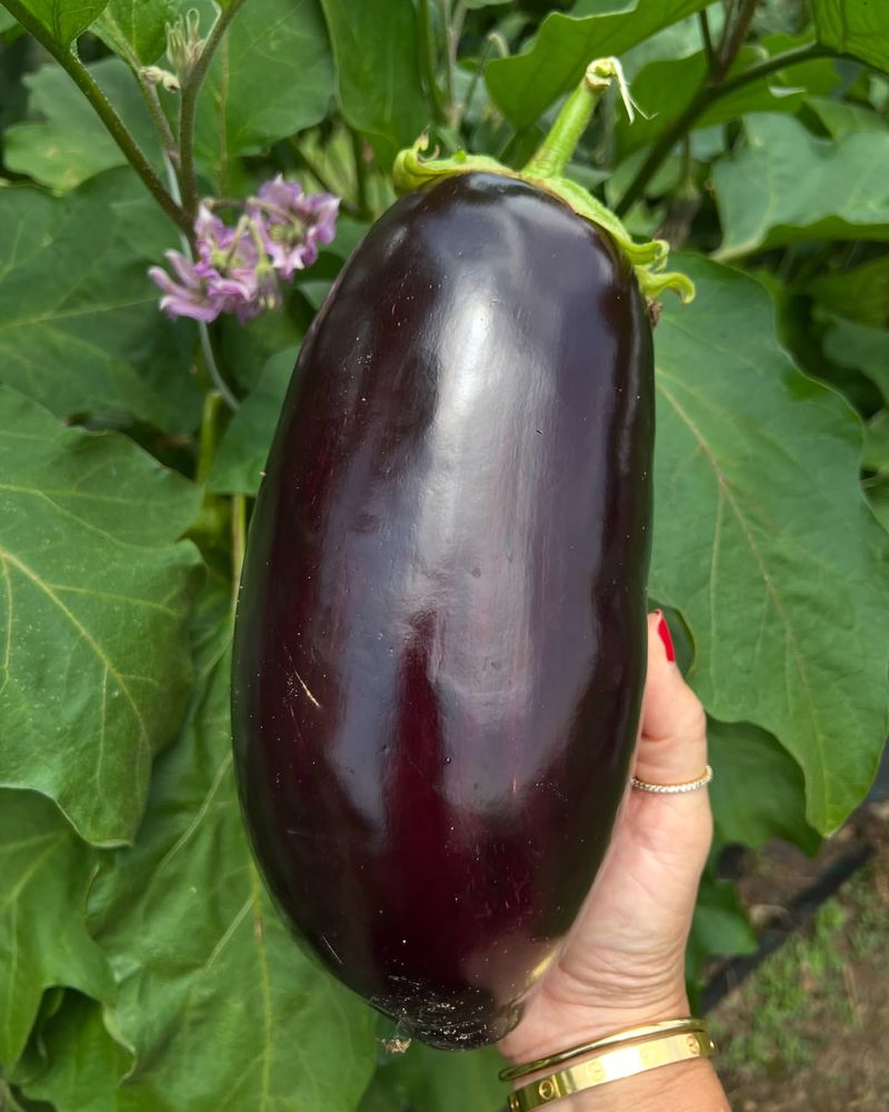 Eggplant