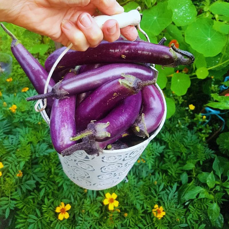 Eggplant and Fennel