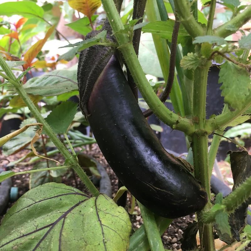 Eggplants