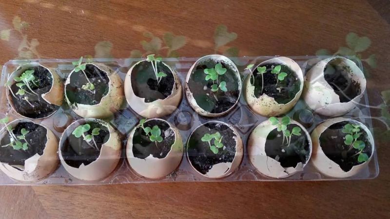 Eggshell Seed Starters