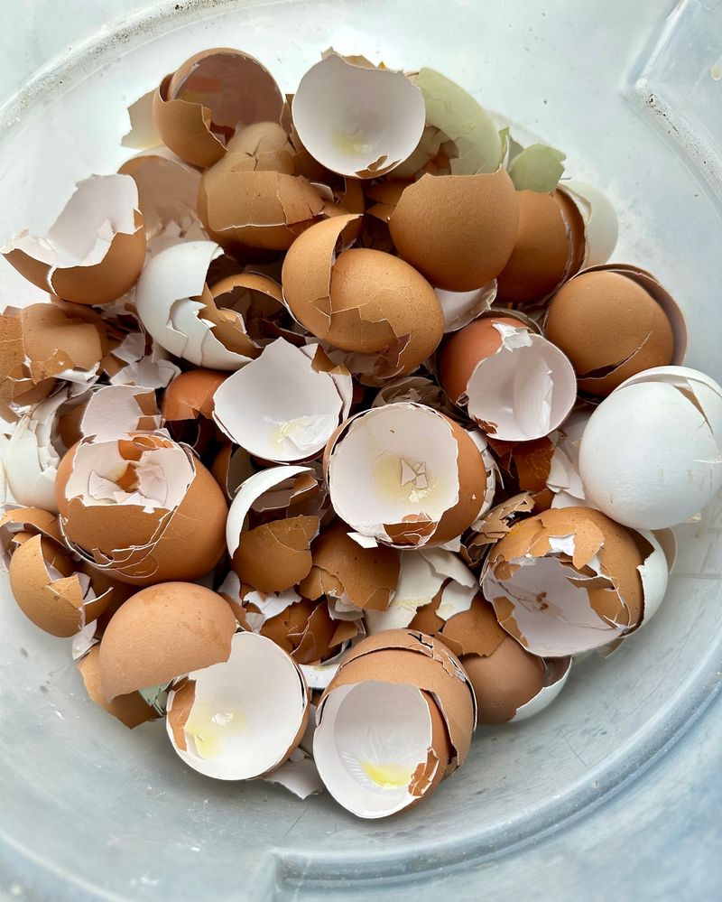 Eggshells