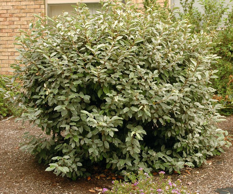 Elaeagnus pungens (Silverberry)