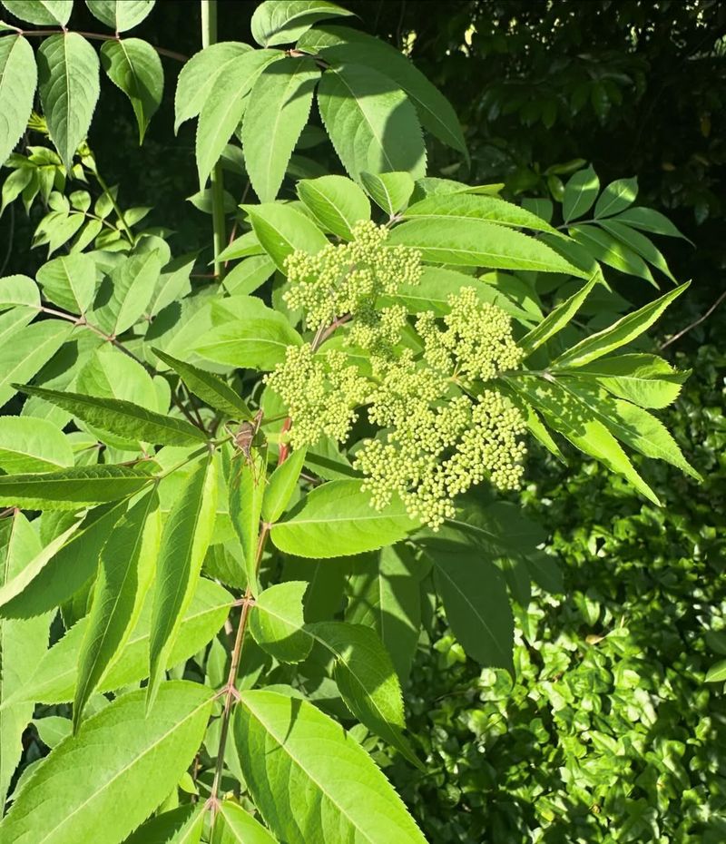 Elder Tree