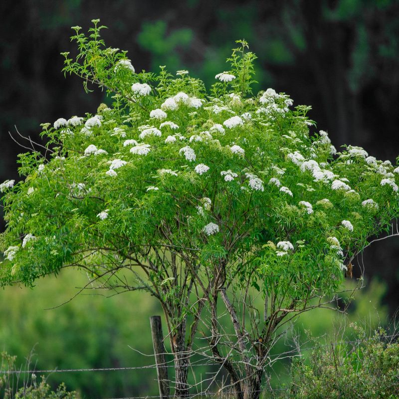 Elderberry