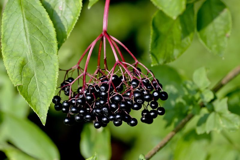 Elderberry