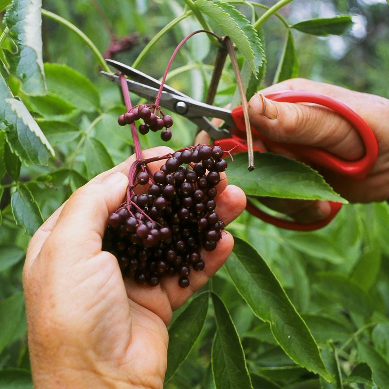 Elderberry