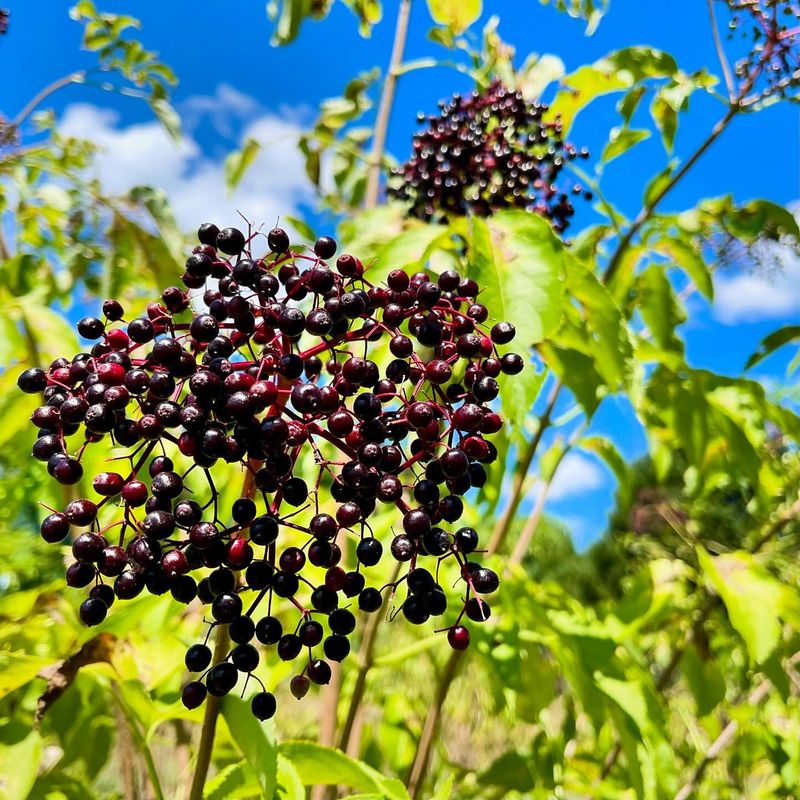 Elderberry Grove