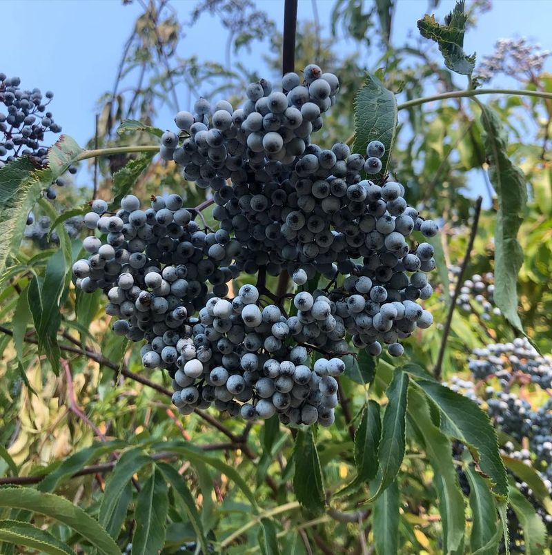 Elderberry Shrub