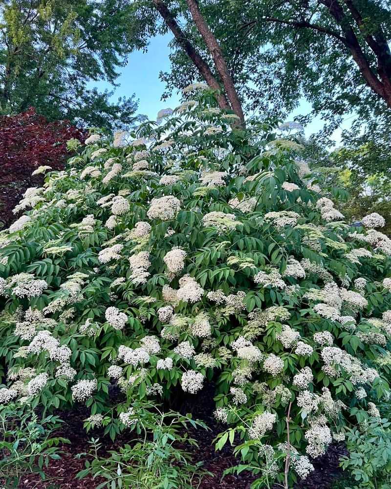 Elderberry Tree