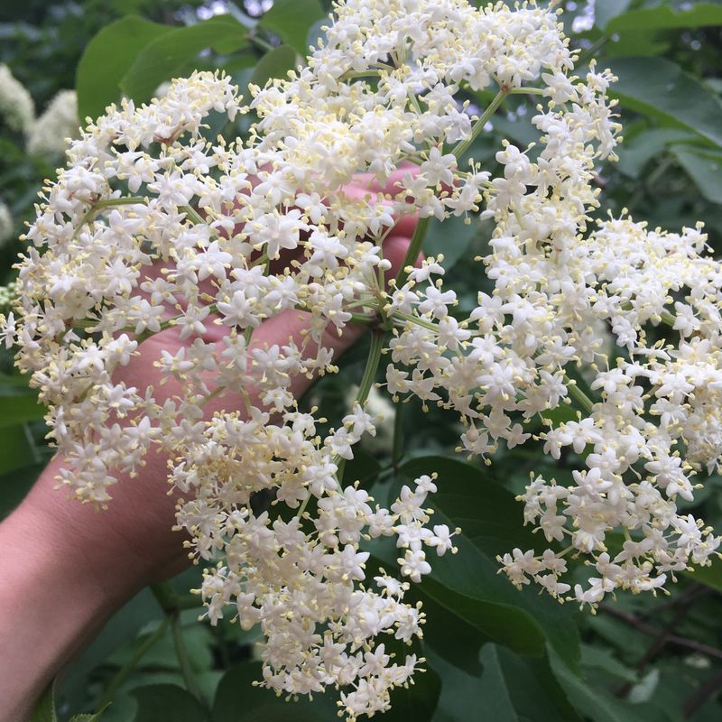 Elderflower