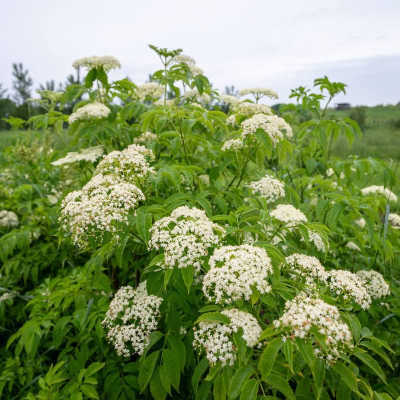 Elderflower Enchantment