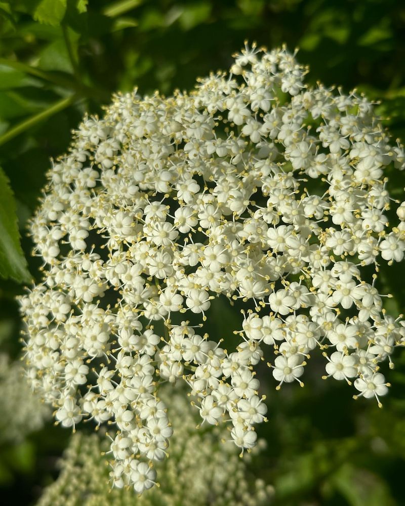 Elderflower (Sambucus nigra)