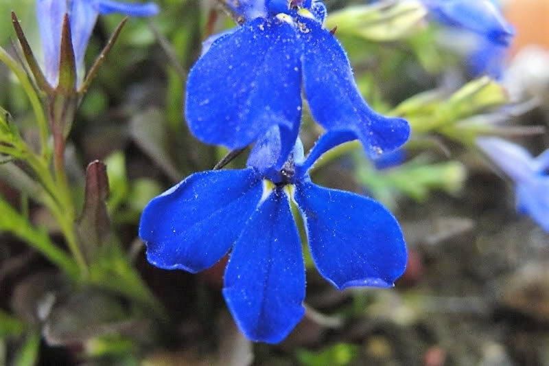 Electric Blue Lobelia