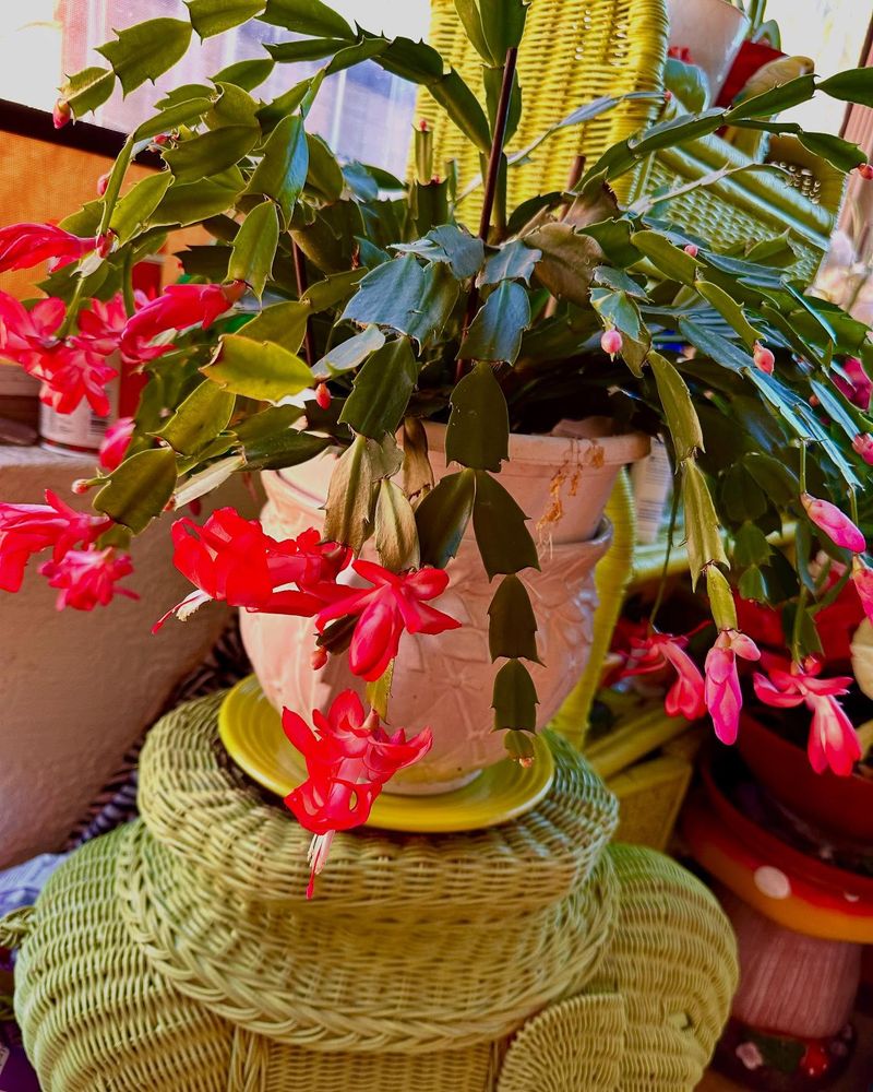 Christmas Cactus