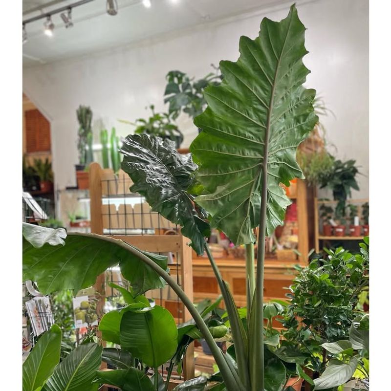 Elephant Ear Plant