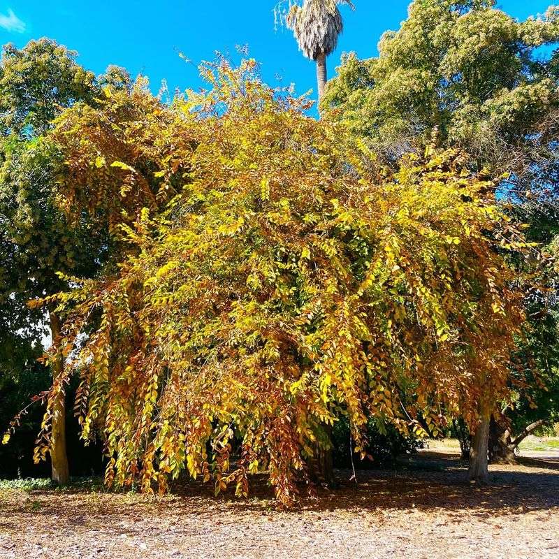 Elm Trees