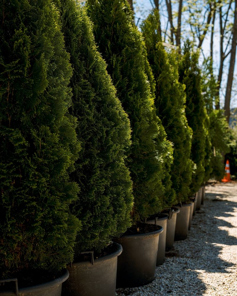 Emerald Green Arborvitae