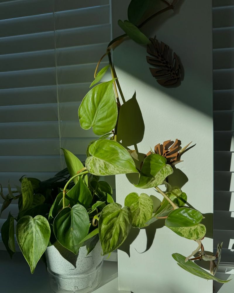 Encourage Climbing Plant Growth