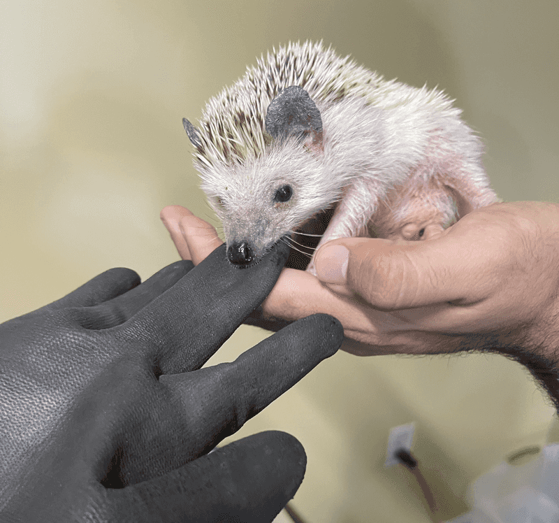 Encourage Hedgehogs